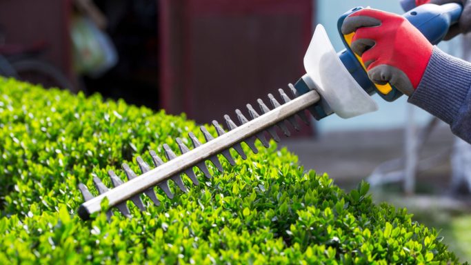 Hedge Trimming
